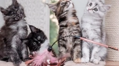 Kako razlikovati mucka maine coon iz navadnih, znakov pasme